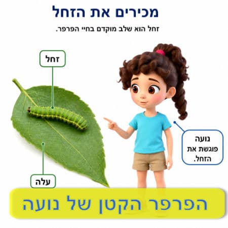 הפרפר הקטן של נועה